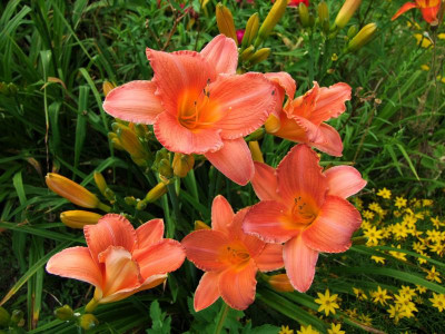 2017_0721Hemerocallis80374.jpg