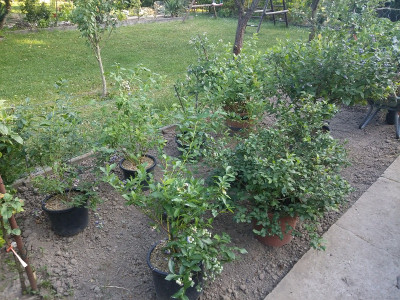 Heidelbeeren186.jpg