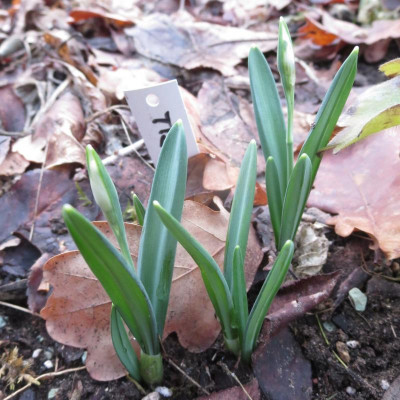 Galanthus 'Trimmer'_7528.jpg