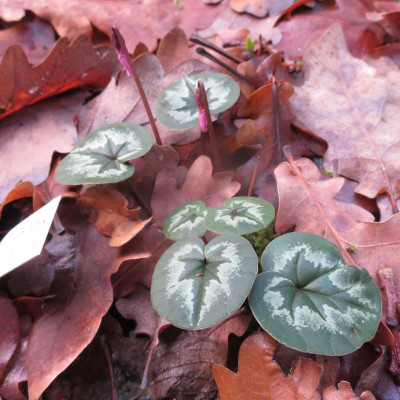 Cyclamen coum_7519.jpg