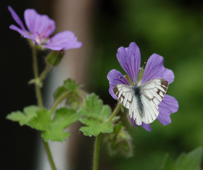 Geranium-Schmetterling.jpg