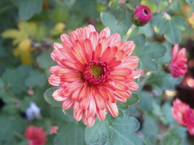 Herbstbrokat 311018.JPG