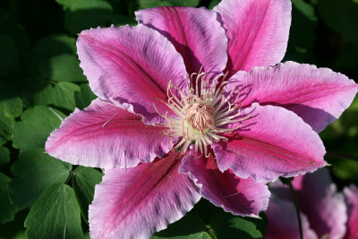 Cl_Dr_Ruppel140507.jpg