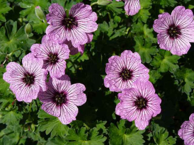 mai_geranium_cine_ballerina.jpg