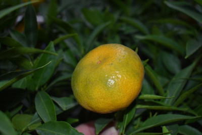 mandarine Jan 19 004.JPG