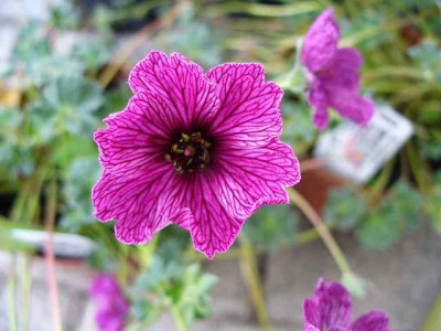mai_geranium_cine_purple_pillow.jpg