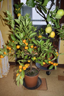 Calamondin Jan 19 001.JPG