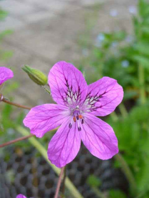mai_erodium_manescavii.jpg