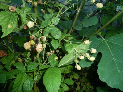 P1190288nettletons.JPG