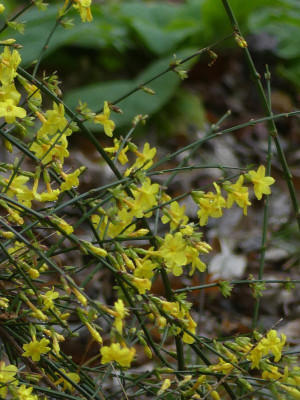Winterjasmin.JPG