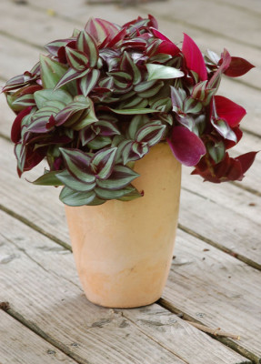Tradescantia--neu-130507.jpg