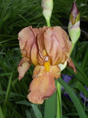 Iris_Barbata_kupfrig_bis_gold.jpg