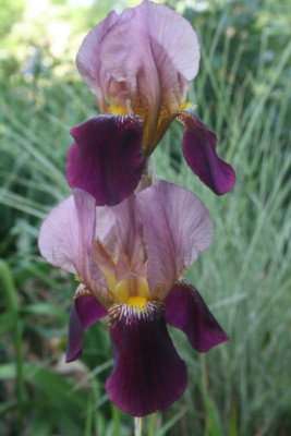 Iris2.JPG