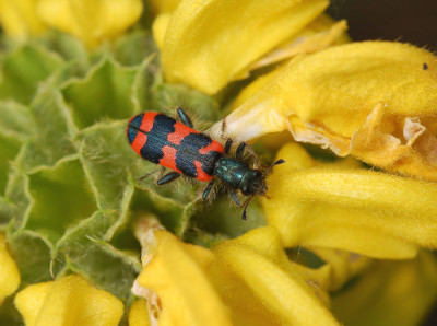 Bienenkaefer-140507.jpg