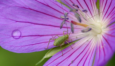 Im-Geranium-140507.jpg