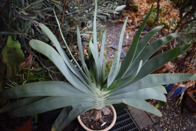 aloe 19 001.JPG