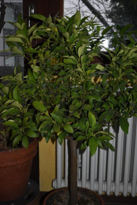 Kumquat 19 002.JPG