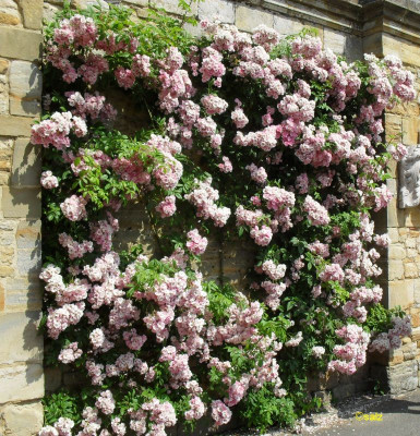 Rosenzeit in England 2018 01.jpg
