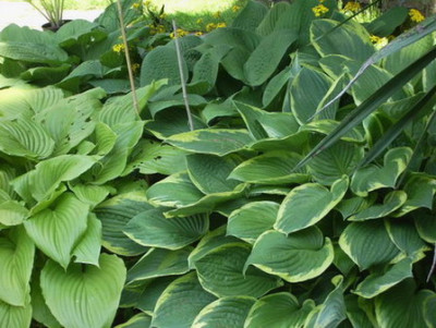 Hosta-Triple.jpg