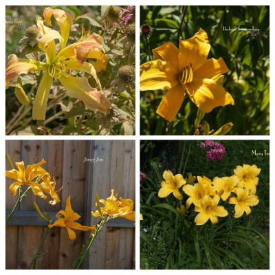 IMG_6130-COLLAGE.jpg