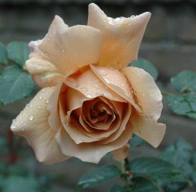 A3582a_Large.JPG
