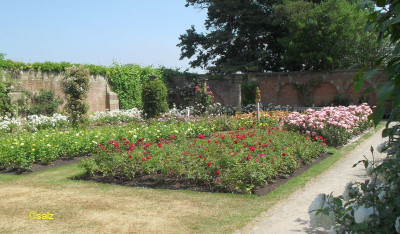 Rosenzeit in England 2018 03.jpg