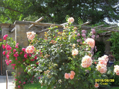 Rosenzeit in England 2018 04.jpg