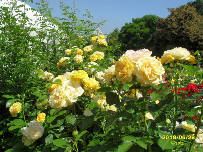 Rosenzeit in England 2018 05.jpg