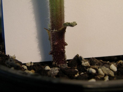 P1160201.JPG