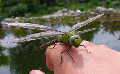 libelle107.jpg