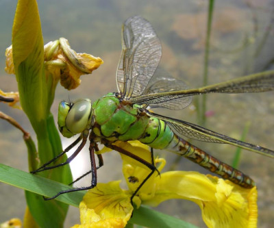 libelle207.jpg