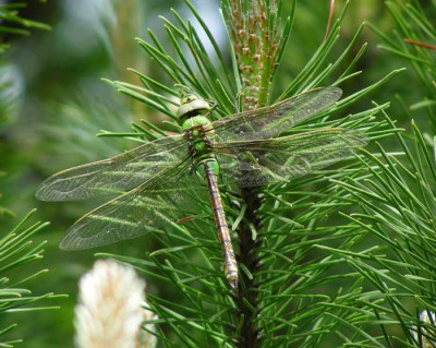 libelle307.jpg