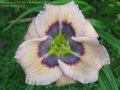 073 Heavenly Blues_1912.jpg