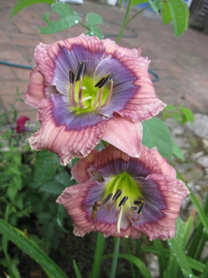 077 Blue Flirt_6380.jpg