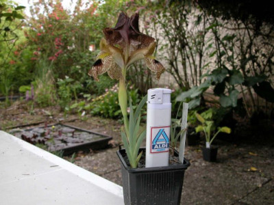 Iris_sari_gr.jpg