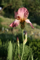 IMG_0702_alte_rosa_Plicata.jpg