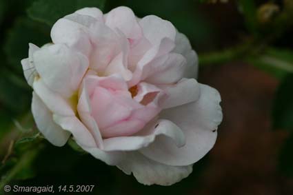0_Mannings-Blush-2007-05-14_7430.jpg