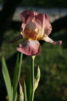 IMG_0703_alte_rosa_Plicata_2.jpg