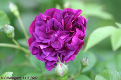 0_Centifolia-2007-05-14_7437.jpg
