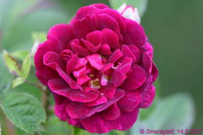 0_Samtrose-2007-05-14_7433.jpg
