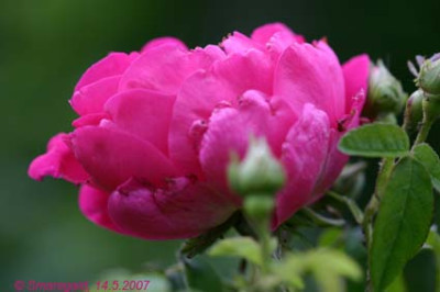 0_Apothekerrose-2007-05-14_7438.jpg