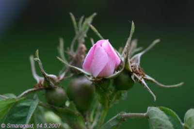0_Apfelrose-2007-05-14_7445.jpg