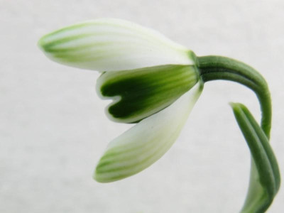 Galanthus Pips 1.JPG