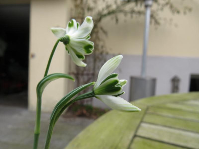 Galanthus Pips vs BT 2.JPG