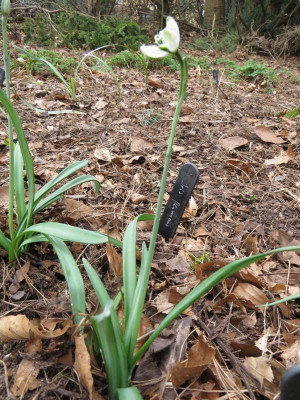 Galanthus Pips 3.JPG