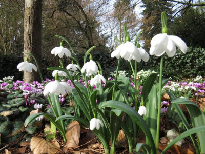 Galanthus E.A.Bowles 4.JPG