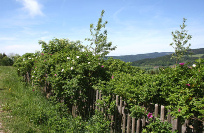 Muttertags-Tour-2.jpg