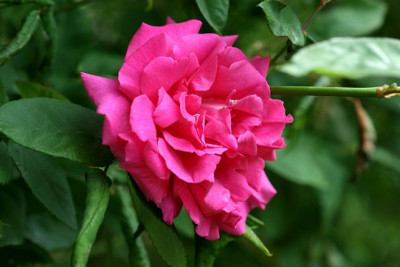 R_ZephDrouhinn140507.jpg