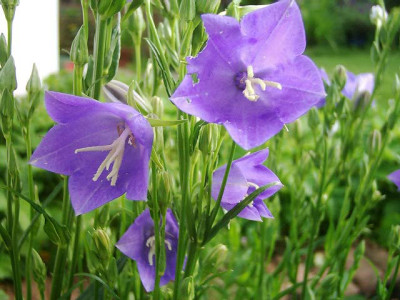 Campanula_Telham_Beauty2.jpg