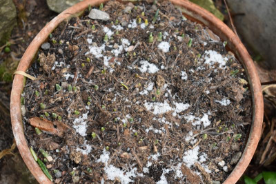 basilikum, galanthus 002.JPG